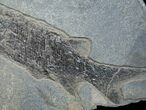 Permian Aged Fish Fossil - Paramblypterus #6532-1
